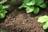 Blue Hen Natural Mulch